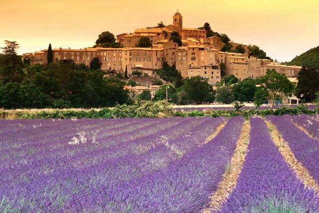 grasse-lavanda