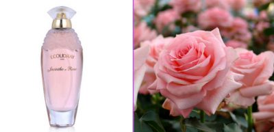 jacinthe rose coudray