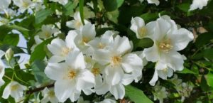 fragranze artistiche gelsomino