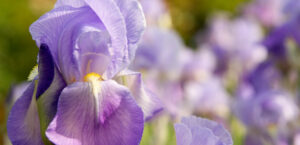 I migliori profumi talcati di nicchia: 5 fragranze irresistibili