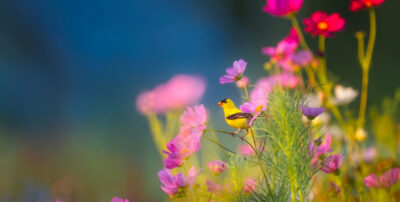 Note olfattive della primavera: TOP 4 dei migliori profumi primaverili