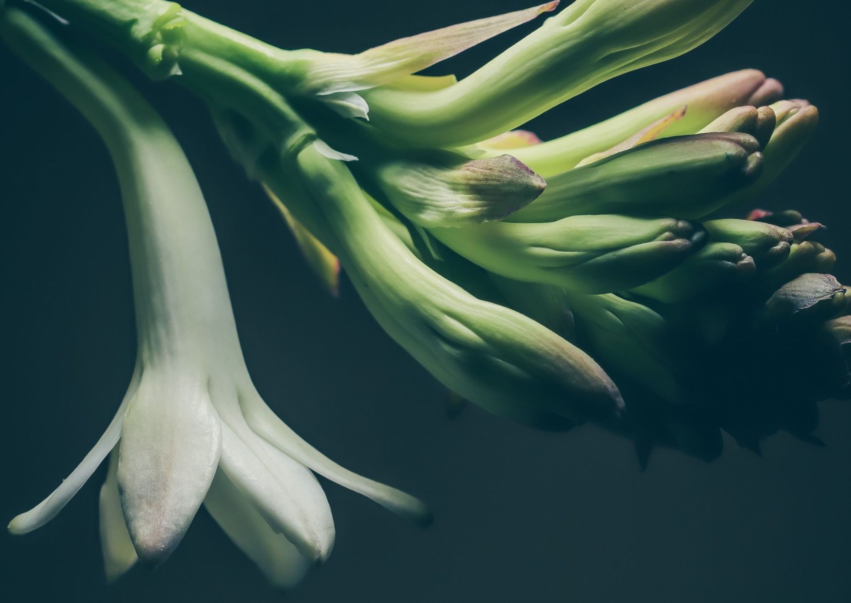 Fiore della tuberosa